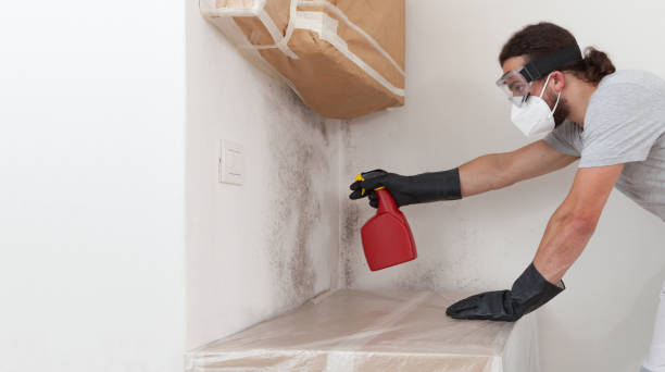 Professional Mold Remediation technician working in Lithia, FL