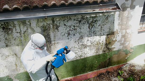 Top rated local Mold Remediation specialists in Lithia, FL